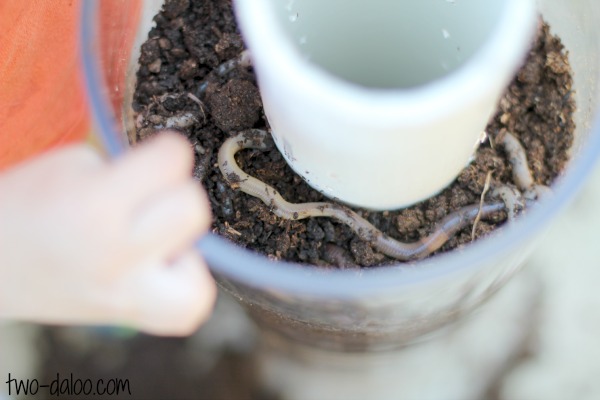 Twodaloo Earthworm Observation Tower