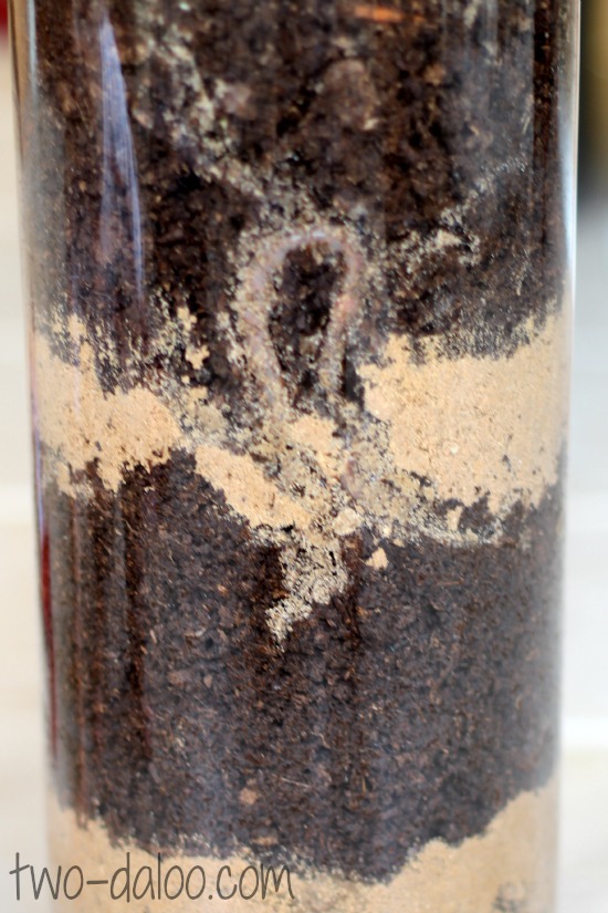 Twodaloo Earthworm Observation Tower