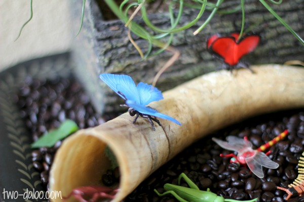 Insect small world at Twodaloo