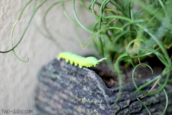 Insect small world at Twodaloo