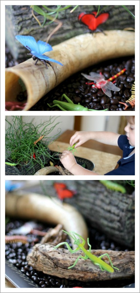 Learning About Bugs: Insect Small World