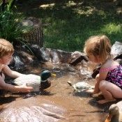 duckturtlephoto
