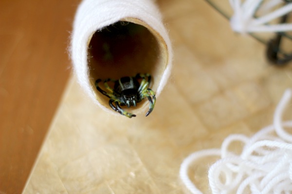 Spider Learning Table Spider Learning Table