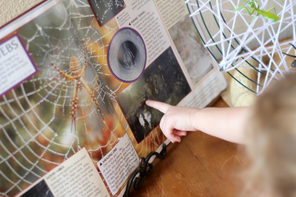 Spider Learning Table Spider Learning Table