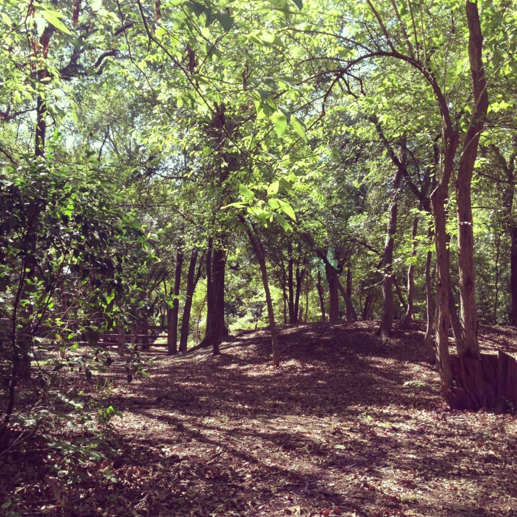 woods