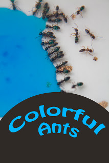 Colorful Ants from Life With Moore Babies