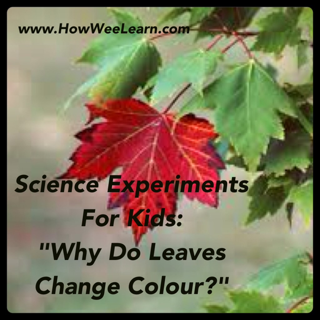 Why Do Leaves Change Color? (How Wee Learn)