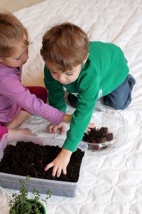 Make A Fairy Terrarium (product review)