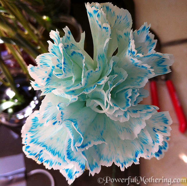 Experiments with Color and Flowers by Powerful Mothering