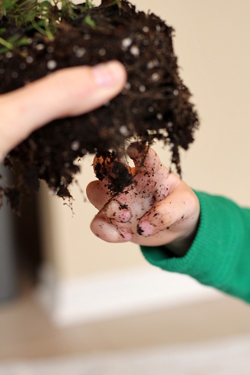 Make A Fairy Terrarium (product review)