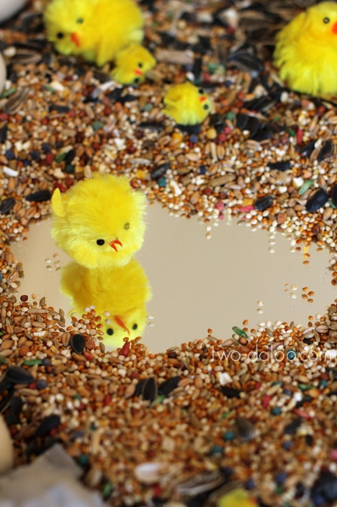 Chicks and seeds on mirrored tray Chicks and seeds on mirrored tray