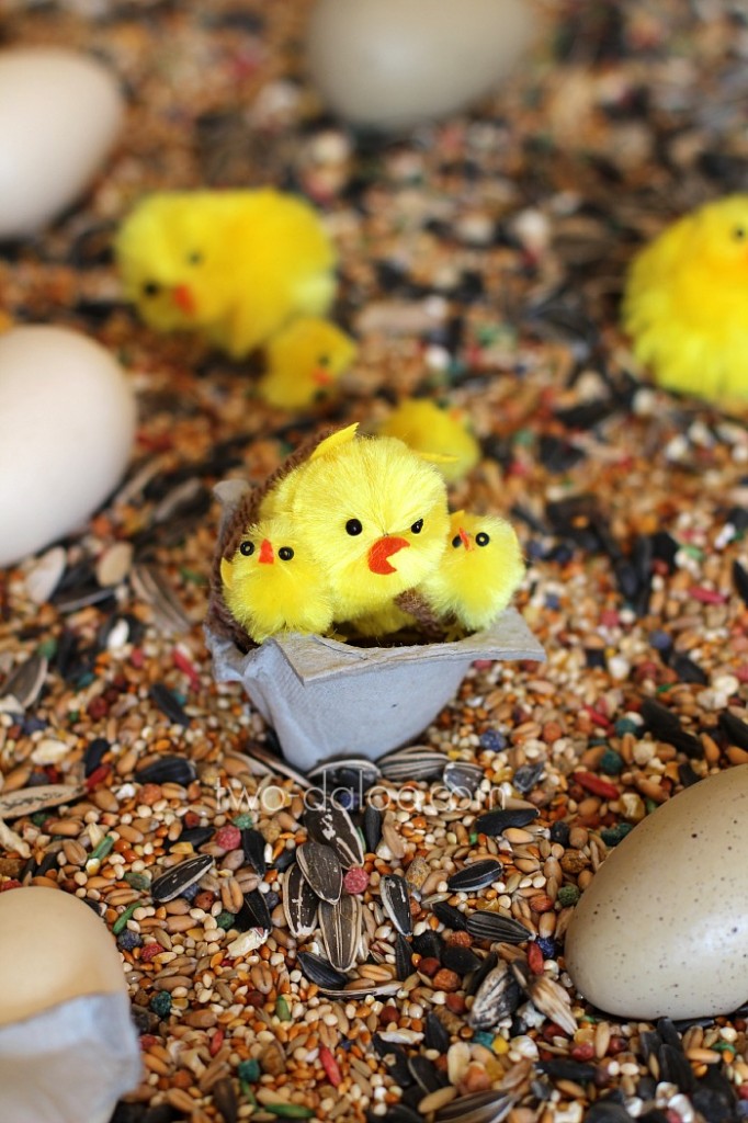 chicks in nest chicks in nest